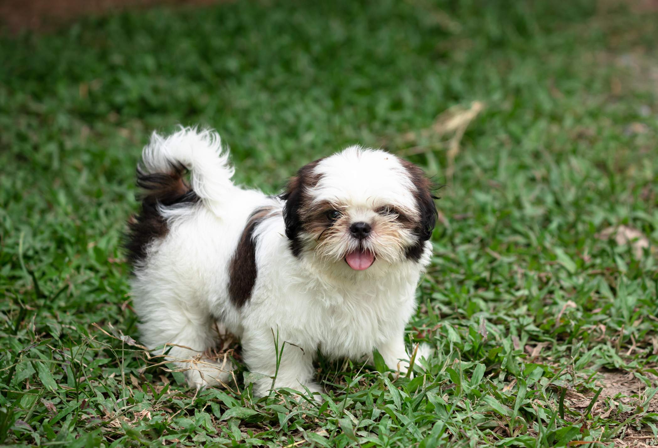 Shih Tzu Todo Sobre La Raza Salud Temperamento Porte Pelaje